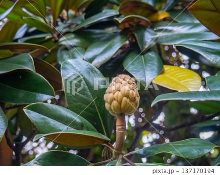 Magnolia cones. Fruits of the magnolia tree. Dense leaves. Magnolia cones. Fruits of the magnolia tree. Dense leaves. 137170194