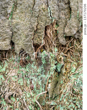 Wood surface background. Palm bark. Roots on the trunk. Uneven natural surface. Wood surface background. Palm bark. Roots on the trunk. Uneven natural surface. 137170206