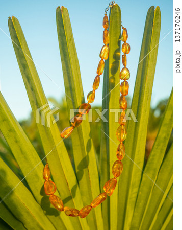 Amber beads in sunlight. Amber beauty concept. Neck decoration on a palm tree. Resin beads. Amber beads in sunlight. Amber beauty concept. Neck decoration on a palm tree. Resin beads. 137170246