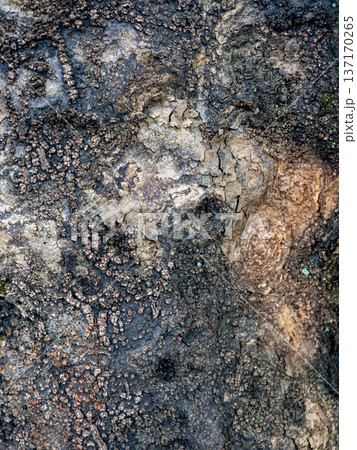 Wrinkled structure of tree bark. Tree trunk background.  Natural material close up 137170265