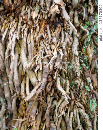 Wood surface background. Palm bark. Roots on the trunk. Uneven natural surface. Wood surface background. Palm bark. Roots on the trunk. Uneven natural surface. 137170309