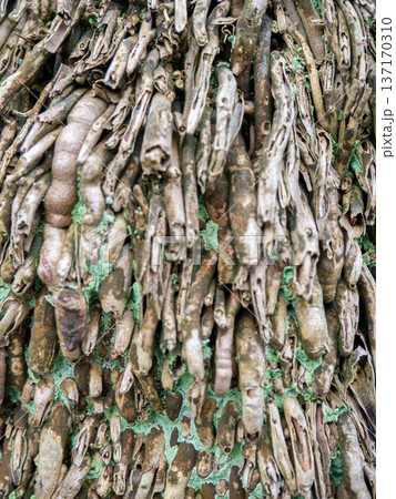 Wood surface background. Palm bark. Roots on the trunk. Uneven natural surface. Wood surface background. Palm bark. Roots on the trunk. Uneven natural surface. 137170310