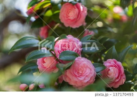 旧古河庭園に咲くピンクの椿の花（東京） 137170493