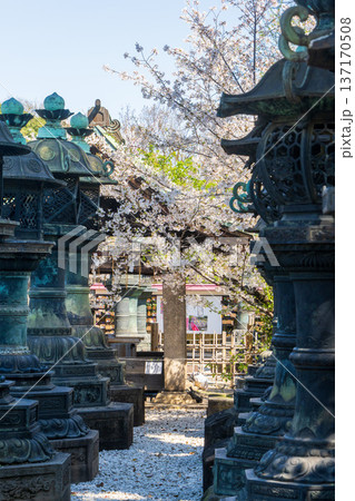 上野東照宮の灯籠と桜の風景 137170508