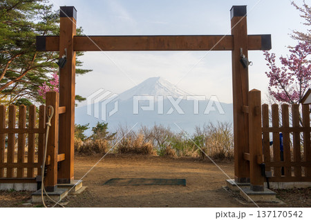 河口湖天上山公園から望む富士山と桜 河口湖天上山公園から望む富士山と桜 137170542