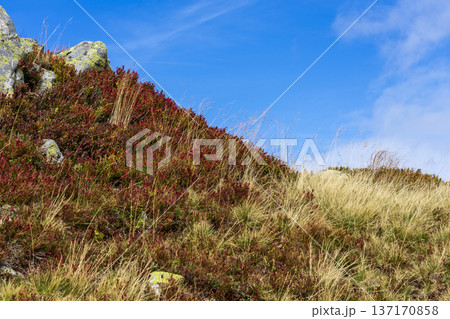 Fall Foliage at the Peak. Fall Foliage at the Peak. 137170858