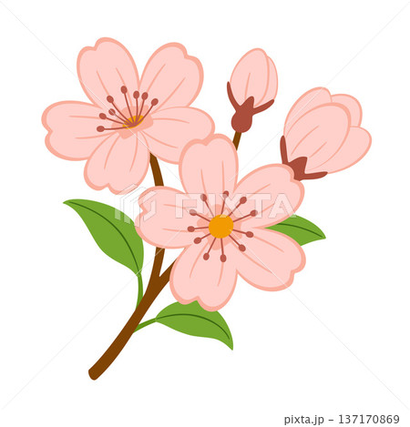 Cherry blossom branch with flowers and green leaves. Hand drawn trendy flat style Cherry blossom branch with flowers and green leaves. Hand drawn trendy flat style 137170869