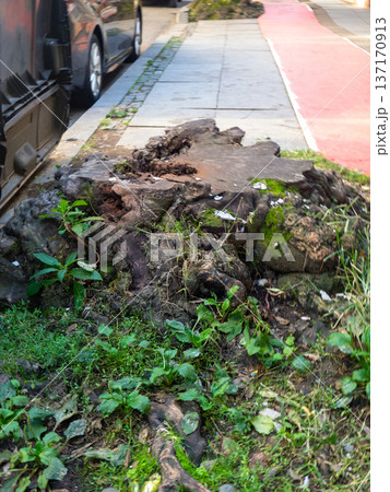 Old stump of a cut down large tree. Stump in the city. Remains of a giant. Old stump of a cut down large tree. Stump in the city. Remains of a giant. 137170913