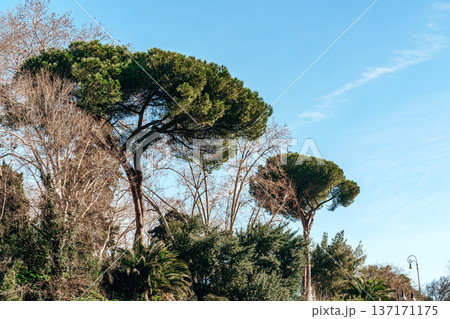 Tall trees stand against a blue sky in an outdoor space during a clear day 137171175