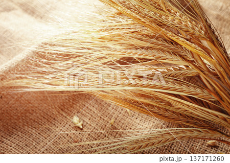 Wheat stalks placed on burlap fabric during the harvest season in a rural setting Wheat stalks placed on burlap fabric during the harvest season in a rural setting 137171260