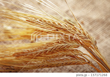 Wheat stalks displayed on rough fabric in a bright sunlight setting during the harvest season Wheat stalks displayed on rough fabric in a bright sunlight setting during the harvest season 137171268