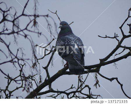 Dove perching on bare tree branch looking at camera Dove perching on bare tree branch looking at camera 137171335