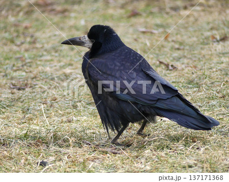 Rook standing on dry grass looking for food Rook standing on dry grass looking for food 137171368
