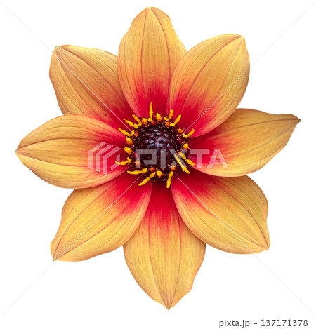 Dahlia flower isolated on white background blooming 137171378