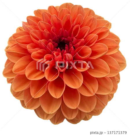 Orange dahlia flower blooming isolated on white background 137171379