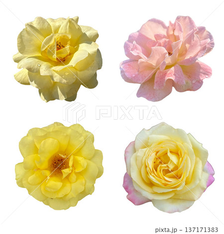 Yellow and pink rose blossoms set isolated on white Yellow and pink rose blossoms set isolated on white 137171383