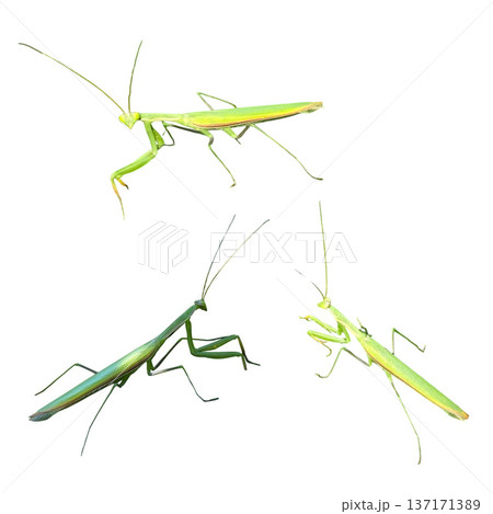 Green praying mantises walking against white background 137171389