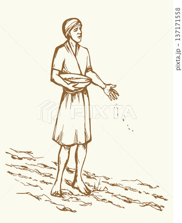 Vector drawing. A man sowing wheat 137171558