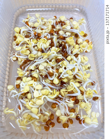 根が伸びるかいわれ大根  137171714