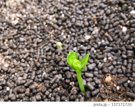 ゴーヤの発芽 137171720