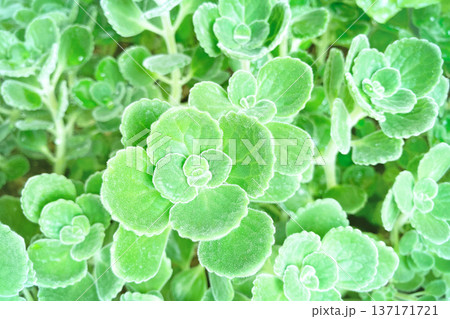 アロマティカス アロマティカス 137171721