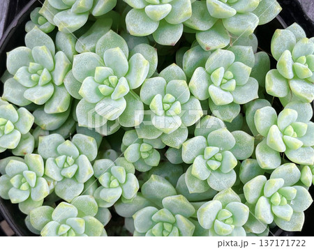 砂糖菓子のような多肉植物  137171722