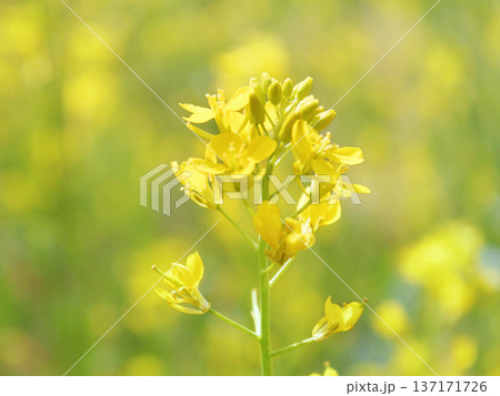 菜の花畑  137171726