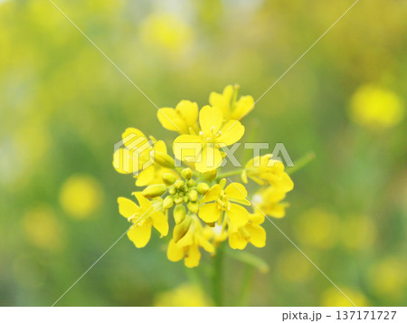 日向の菜の花  137171727