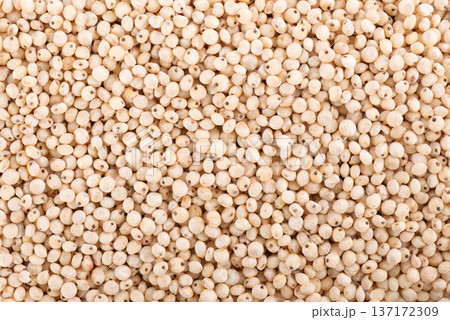 Sorghum seeds background. Sorghum bicolor or sorgo grains. Sorghum seeds background. Sorghum bicolor or sorgo grains. 137172309