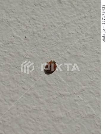 Solitary orange ladybug insect rests quietly upon a textured white surface 137172435