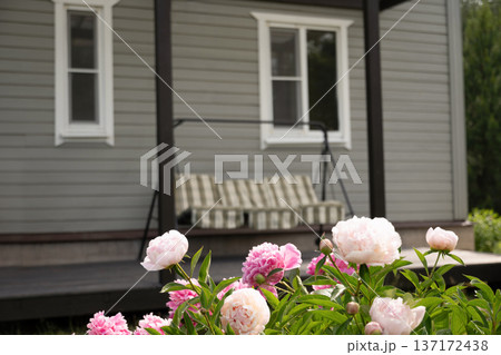 Soft pastel peonies in front yard of country house Soft pastel peonies in front yard of country house 137172438
