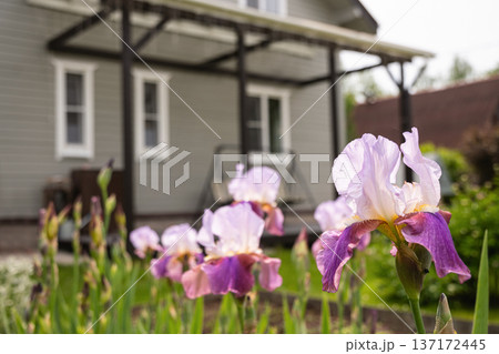 Pink irises blooming near wooden terrace. Outdoors. Summer season. Pink irises blooming near wooden terrace. Outdoors. Summer season. 137172445