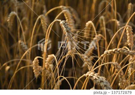 Golden ears of wheat on the field. Close-up view. Golden ears of wheat on the field. Close-up view. 137172879