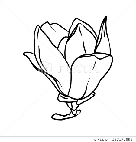 Magnolia flower line art. Hand drawn vector flowers in sketch style. Spring magnolia flowers isolated. Vector Line art illustration of a magnolia flower. Botanical sketch painted by black inks Magnolia flower line art. Hand drawn vector flowers in sketch style. Spring magnolia flowers isolated. Vector Line art illustration of a magnolia flower. Botanical sketch painted by black inks 137172893