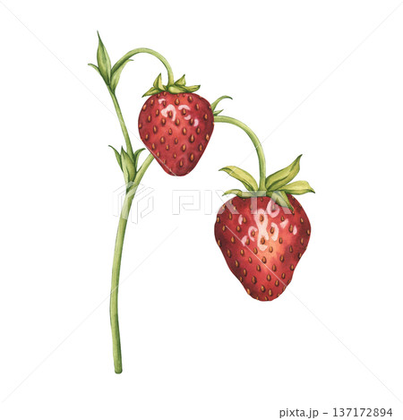 Bush of strawberries. Watercolor illustration of Strawberries branches. Ripe Berry strawberry for tea, jam, cosmetics label. Watercolor illustration Sweet red berries. Fresh Summer Fruit 137172894
