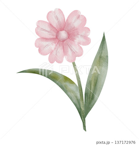Pink flower in watercolor style with green leaves, hand-drawn, botanical illustration. Element for designing greeting cards, textiles, wedding invitations, isolated on white background Pink flower in watercolor style with green leaves, hand-drawn, botanical illustration. Element for designing greeting cards, textiles, wedding invitations, isolated on white background 137172976