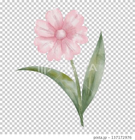 Pink flower in watercolor style with green leaves, hand-drawn, botanical illustration. Element for designing greeting cards, textiles, wedding invitations, isolated on white background Pink flower in watercolor style with green leaves, hand-drawn, botanical illustration. Element for designing greeting cards, textiles, wedding invitations, isolated on white background 137172976