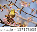 桜の蜜を吸うメジロ 137173035