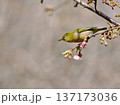 桜の枝にとまるメジロ 137173036