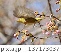 桜の蜜を吸うメジロ 137173037