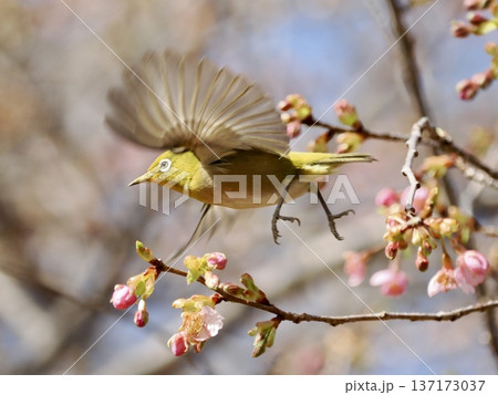 桜の蜜を吸うメジロ 桜の蜜を吸うメジロ 137173037