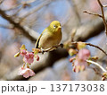 桜の枝にとまるメジロ 137173038