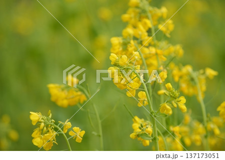菜の花畑に咲く菜の花 菜の花畑に咲く菜の花 137173051