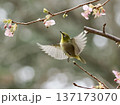 桜の蜜を吸うメジロ 137173070