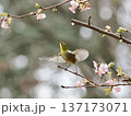 桜の蜜を吸うメジロ 137173071