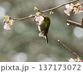 桜の花の蜜を吸うメジロ 137173072