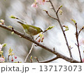 桜の蜜を吸うメジロ 137173073