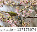 桜の蜜を吸うメジロ 137173074
