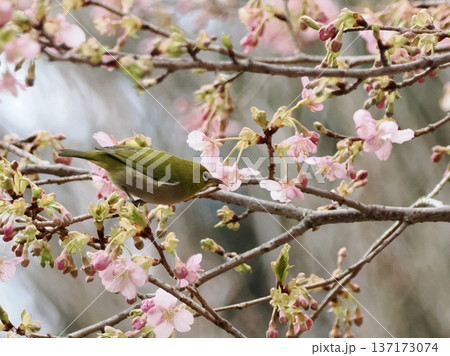 桜の蜜を吸うメジロ 桜の蜜を吸うメジロ 137173074