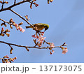 桜の蜜を吸うメジロ 137173075